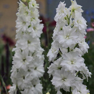 Ԃ̕c/ftBjEF_uCmZX3-3.5|bg 6Zbg