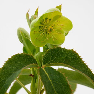 i[Z[̃NX}X[YinjFA[O`tHEX Tt@CA3.5O|bg