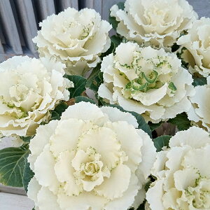 Ԃ̕c/n{^FtAzCg2.5O|bg