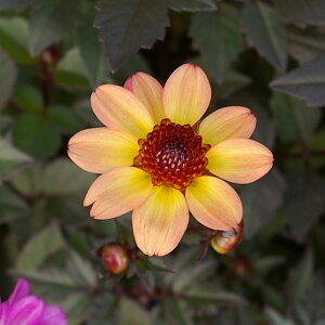 Ԃ̕c/_AFn~OuYEjb|3.5|bg 2Zbg