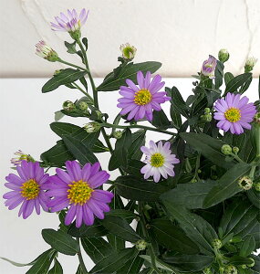 R쑐̕c/mRMN3.5|bg 2Zbg