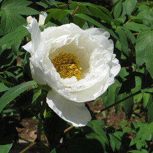 Ԗ ؂̕c/OiڂjFqi͂j3Nc6|bg