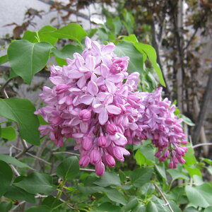 Ԗ ؂̕c/CbNFGX^[X^[[5|bg[4`6Jԁ@ZsN̑։ԁ@ʖ FԖ]