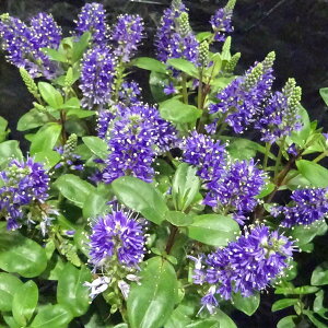 Ԃ̕c/xjJFO[X3.5|bg*