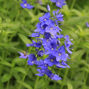 Ԃ̕c/xjJFCu[3.5|bg 3Zbg