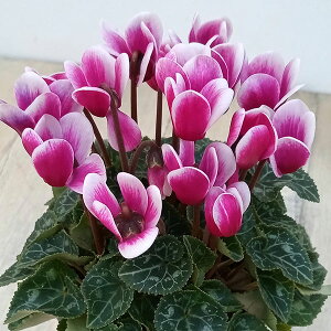 Ԃ̕c/VNFW[J[3|bg 3Zbg