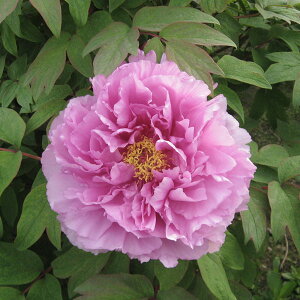 Ԗ ؂̕c/OiڂjFci܂ӂj2`3Nc6|bg