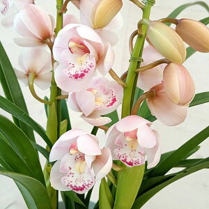 e[uVrWEFX̐̂2{5AiMtj