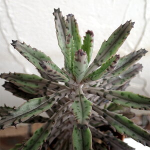 ϗtA/AFJRGђi񂿂傤j2.5