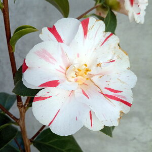 Ԗ ؂̕c/coLiցjF܃ci܁j4.5|bg