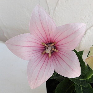 Ԃ̕c/LLEF܌Jj[ sN3-3.5|bg 2Zbg