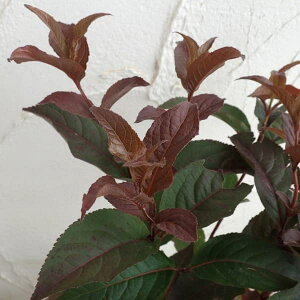 Ԗ ؂̕c/fBGrFfB@5|bg