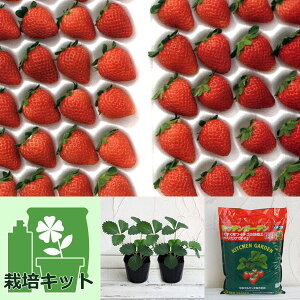 ؂̕c/̂񂽂͔|ZbgiłłjFlGC`SFƂЂƂ