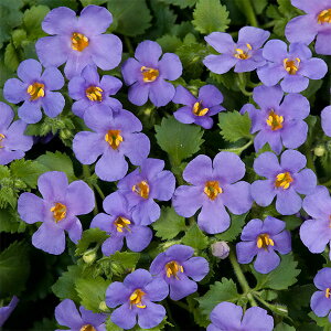 Ԃ̕c/oRpFXR[sA@ZFiOu[j3|bg 6Zbg