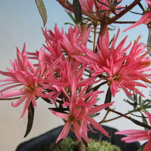 Ԗ ؂̕c/ccWFщpiLGCj3`3.5|bg