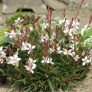 Ԃ̕c/RpNgKEijFp[VttFA[3|bg