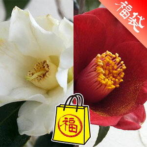 �Ԗ� ��؂̕c/�̏��ցi�c�o�L�j�F���̏��ƍ��̏�4���|�b�g2��Z�b�g