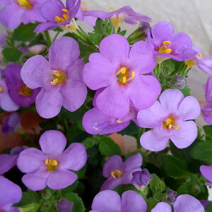 Ԃ̕c/oRpFJv\W{ u[3.5|bg