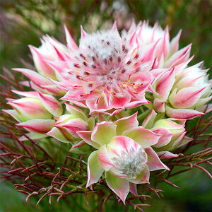 Ԗ ؂̕c/[UEt@[ZNg]ZAiW[CZAjFveBsN 5A