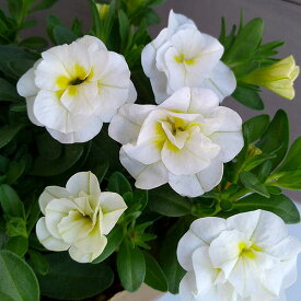 草花の苗/カリブラコア（八重咲）：ウノダブル ホワイト3.5号ポット