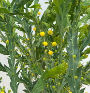 花木 庭木の苗/アカシア：グラウコプテラ8号鉢植え