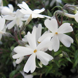 ōiVoUNjFu(ԁj3|bg48Zbg