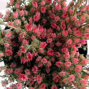 �Ԗ� ��؂̕c/�_�[�E�B�j�A�F�^�N�V�t�H���A2.5-3���|�b�g