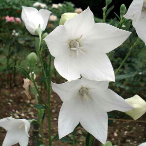 Ԃ̕c/LLEF܌Jj[ 3.5|bg 2Zbg