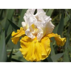 Ԃ̕c/W[}ACXFcA[ftX3.5|bg