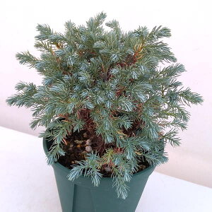 Ԗ ؂̕c/Rjt@[ijFu[vlbg5|bg