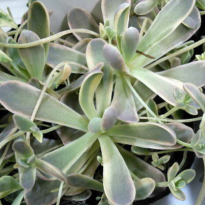 ϗtA/Z_iIX^LXjFq@؋сij3|bg