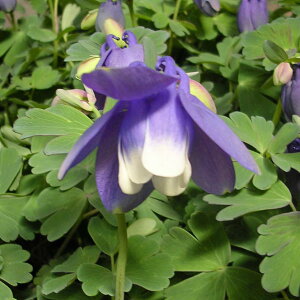 Ԃ̕c/~}I_}Li[RjF3|bg