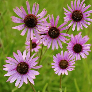 Ԃ̕c/GLiZAFbL[gbv3.5|bg 3Zbg