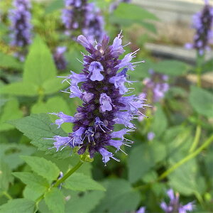 Ԃ̕c/AKX^[VFFubNA_[ 3.5|bg 6Zbg