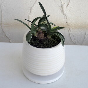 ϗtA/IgiNjF EA^SEMt