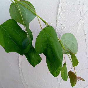 Ԗ ؂̕c/i킯jJcijjFV_Jc6|bg