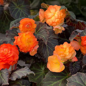 Ԃ̕c/xSjAFmXgbvJ@uCgIW3-3.5|bg 2Zbg