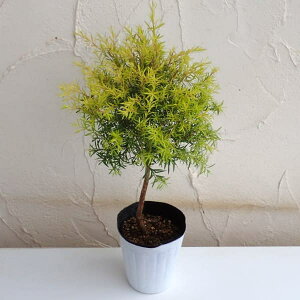 Ԗ ؂̕c/EJiEjJjF{[VS[h4|bgX^hd