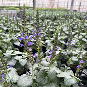 Ԃ̕c/TrAFp[v}WFXeB3.5|bg* 2Zbg*