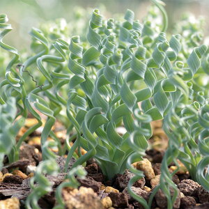 ϗtA/AuJ FRRfBAi 2.5A