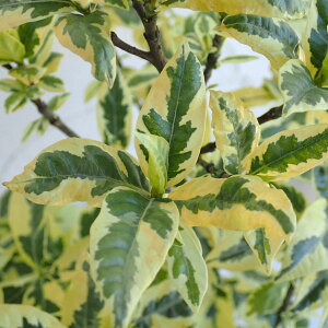 Ԗ ؂̕c/N`iVFN`iV 5|bg