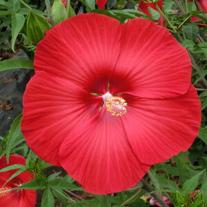 Ԗ ؂̕c/hnCrXJXF^C^rJXFtA3.5|bg