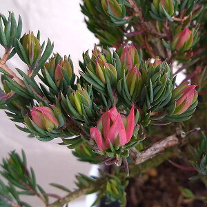 �Ԗ� ��؂̕c/�_�[�E�B�j�A�F�^�N�V�t�H���A4���|�b�g