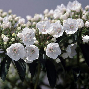 Ԗ ؂̕c/J~AFGt3.5|bg