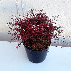 �R�쑐�̕c/�ю���V�i�L���V�i���e���E�Վ���V�j�F�V�����i�A�}�c�I�g���j2.5���|�b�g