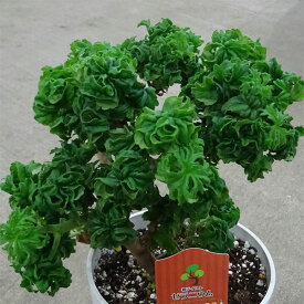 ハーブの苗/センテッドゼラニウム：ボントローサイ5号鉢植え