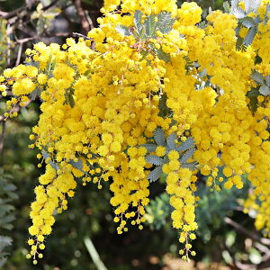 Ԗ ؂̕c/AJVAFMEAJVA 7A