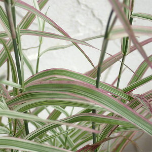 Ԃ̕c/i킯j\acAV3|bg