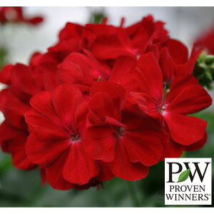 Ԃ̕c/X[p[[jEF`sI bh3|bg 3Zbg