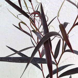 Ԗ ؂̕c/ASjX tN\[Ti[JjFubNeC3`3.5|bg